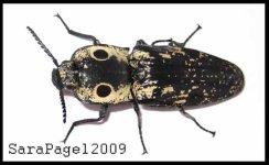 Texas_Giant_Eyed_Click_Beetle_by_Snakefox copy.jpg Texas_Giant_Eyed_Click_Beetle_by_Snakefox copy.jpg
