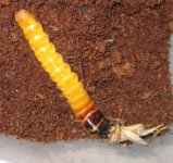 jalorm criket munching sm.jpg jalorm criket munching sm.jpg