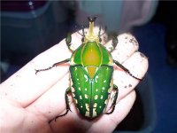 beetle1.jpg beetle1.jpg