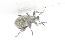 beetle.jpg beetle.jpg