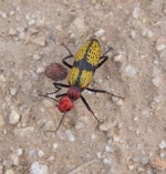 unknownbeetle.jpg