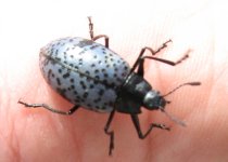 beetle.jpg beetle.jpg