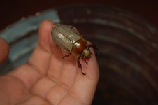 DSC_40150.JPG