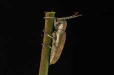 DSC_0529.jpg