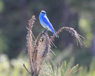 bluebird.jpg