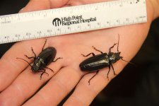 Beetles.jpg