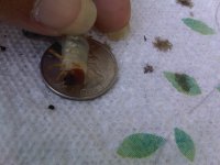 IMG02936-20111002-1333.jpg