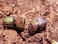Raibow Dung Beetles.JPG