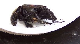 bug2.jpg bug2.jpg