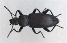 Darkling Beetle.jpg
