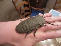 IMG_0902a.jpg