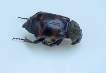 bug3.jpg bug3.jpg