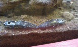 Alaus oculatus #1 (640x383).jpg