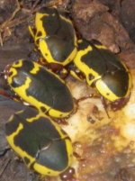 yellow b beet.jpg yellow b beet.jpg
