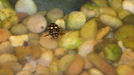 sunburst diving beet.jpg sunburst diving beet.jpg