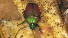 emerald beet.jpg emerald beet.jpg
