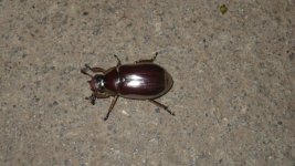 gold beetle 2.jpg gold beetle 2.jpg