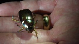golld beetle 2.jpg golld beetle 2.jpg