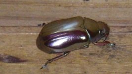 silver beetle.jpg