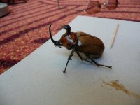 mex_dynastinae.jpg