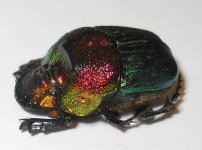 dung beetle.JPG