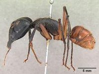 220px-Camponotus_gigas_borneensis_casent0102091_profile_1.jpg