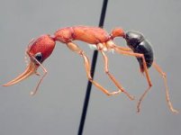 Harpegnathos-saltator-lateral.jpg