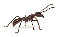 paraponera_clavata.jpg
