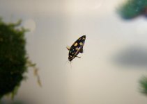 waterbeetle.jpg