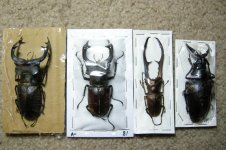 DSCN8256.jpg DSCN8256.jpg