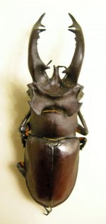 DSCN8273.jpg DSCN8273.jpg