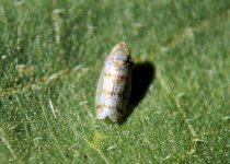 leafhopper_tualatin.jpg