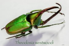 theodosia .jpg
