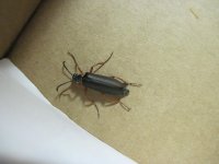Stenocorus schaumii.jpg