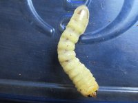Unknown Larvae.jpg Unknown Larvae.jpg