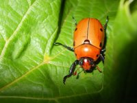 PelidnotaPunctata.jpg PelidnotaPunctata.jpg