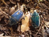 Mecyno_T_xU_blue_pair.JPG Mecyno_T_xU_blue_pair.JPG