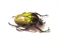 Neptunides_polychrous_1.JPG