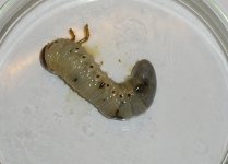 O. Nasicornis L3 black spot.jpg