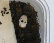 O. Nasicornis L2 dead black spot.jpg