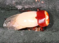 d sika546554.jpg