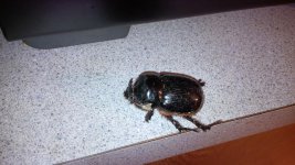 Ox beetle.jpg