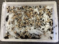 Beetle larvae # 1.JPG