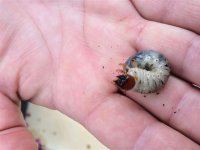 Beetle larvae # 2.JPG