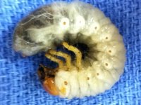 Grub pic # 4.JPG