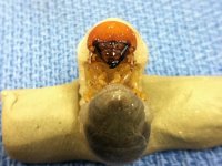 grub pic # 5.JPG