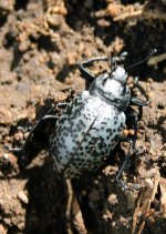 fungus_beetle.jpg