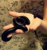 millipede.png
