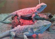 Dragons.jpg