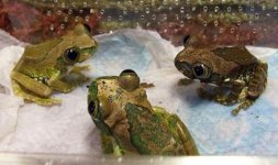 froggies.jpg